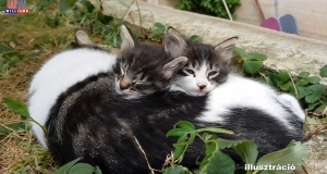 2024 01 26 Macska ivartalanítási akció Üllőn