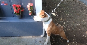 Modernizálták a gyáli ebrendészeti telepet