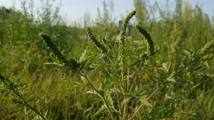 Fontos a parlagfű irtása Gyálon is