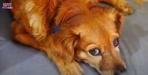 Felelős állattartás elősegítése Felsőpakonyon