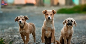 Vigyázzunk az állatainkra