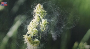 Gyommentesítés és parlagfű irtás Üllő